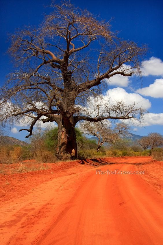 Tsavo 2